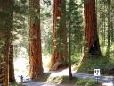 1s-sequoia-102.jpg