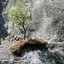rock tree